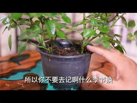 玫瑰澆水|[指南]：玫瑰花種植入門：全方位種植攻略，輕鬆養出。